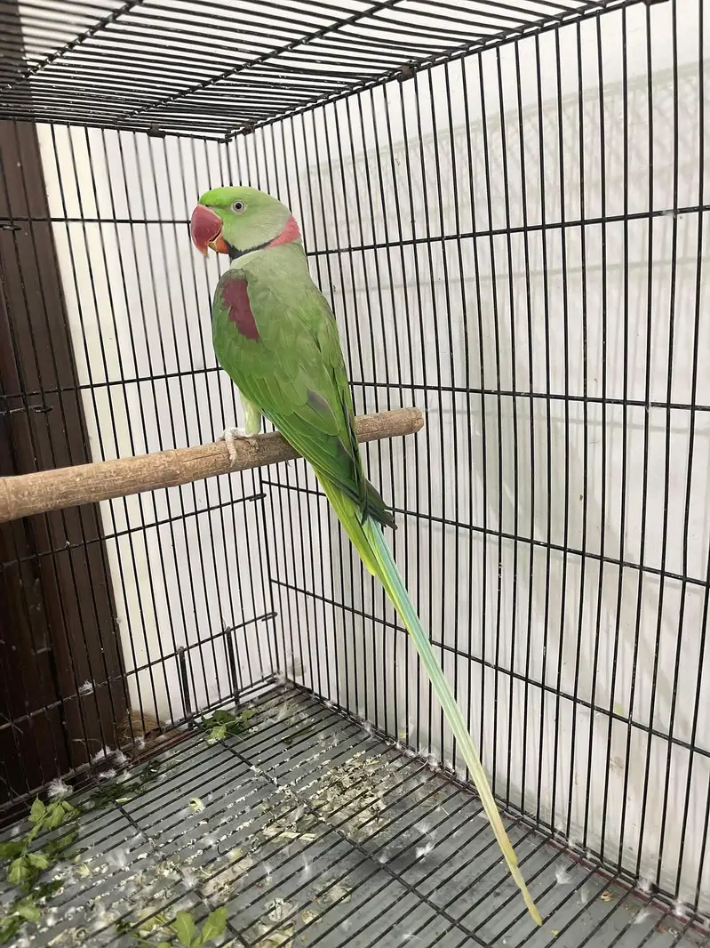 raw parrot pair — photo 5