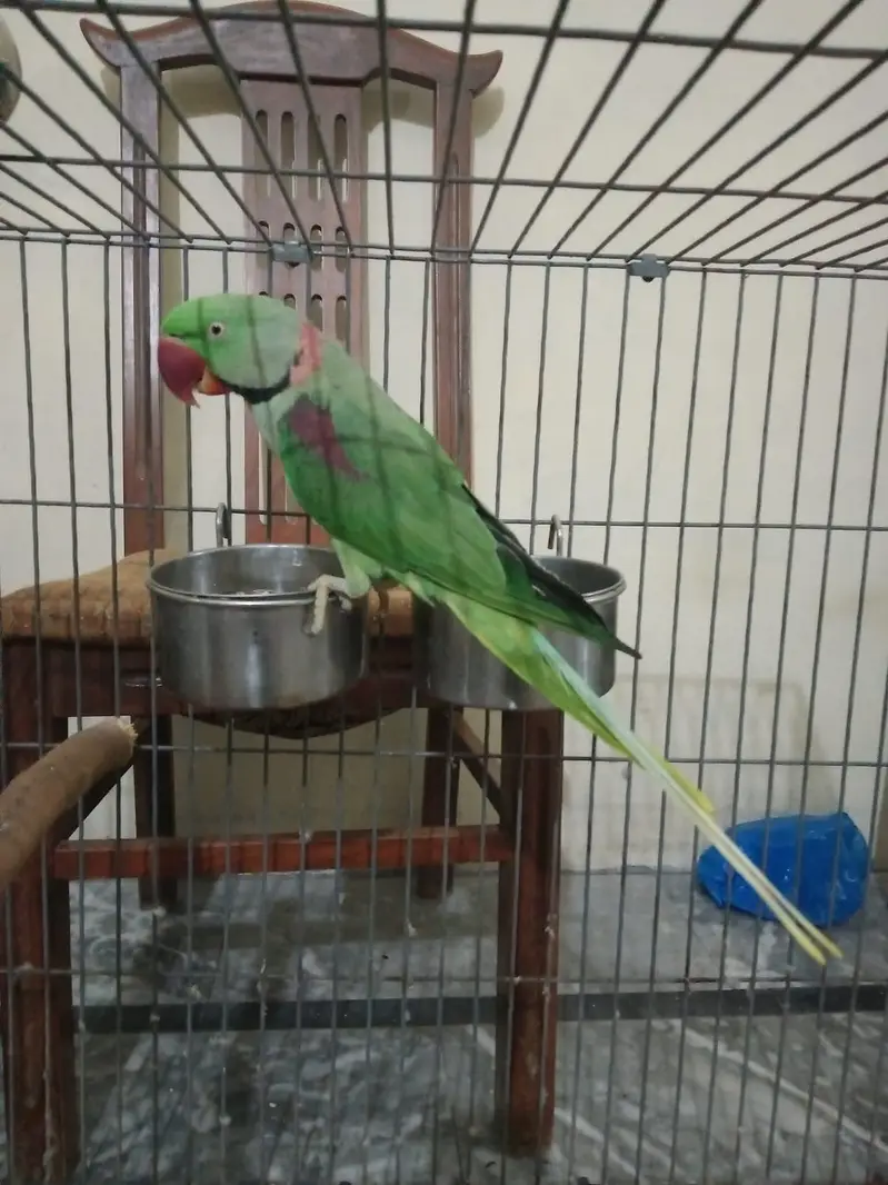 raw parrot pair — photo 6