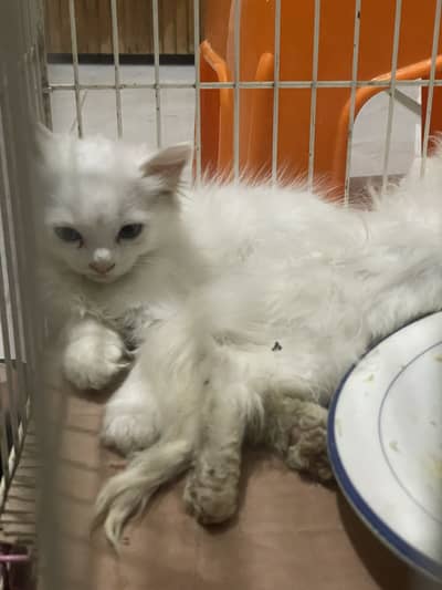 Persian kitten