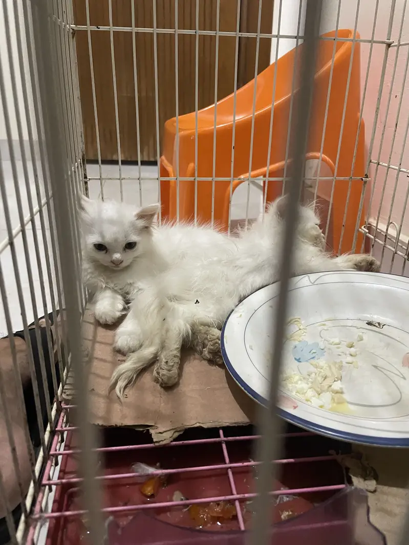 Persian kitten — photo 2