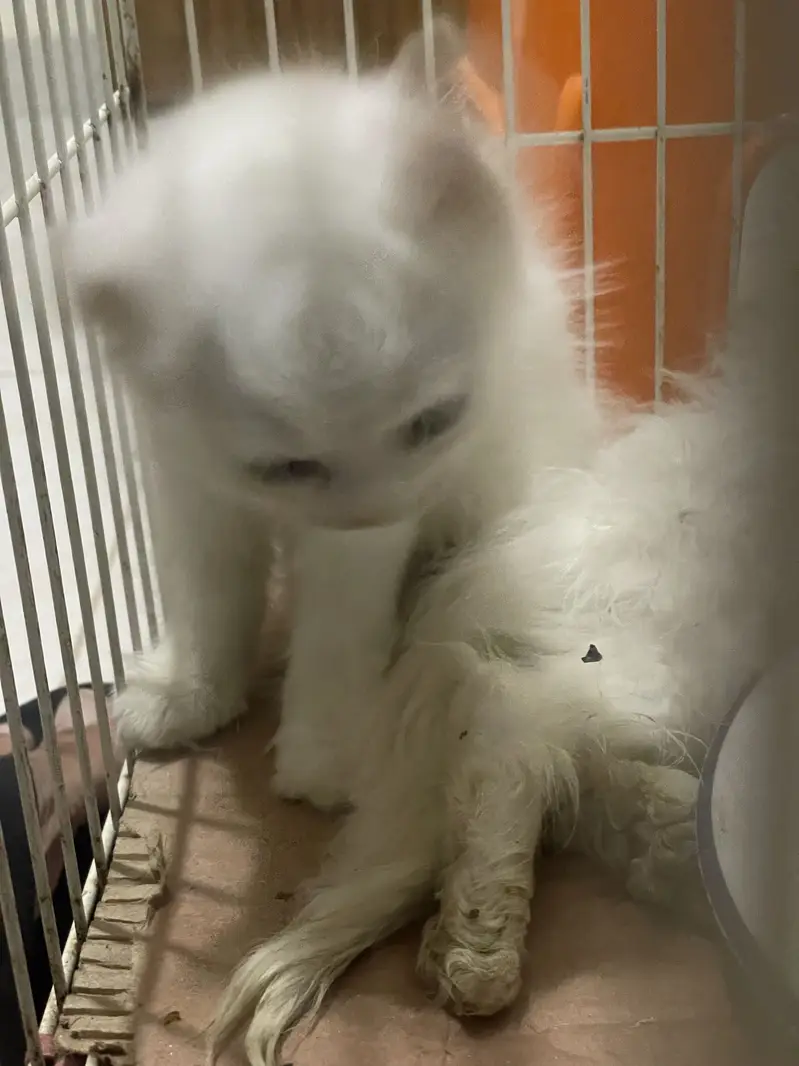 Persian kitten — photo 3