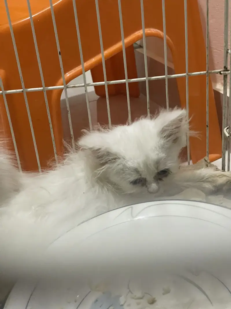 Persian kitten — photo 4