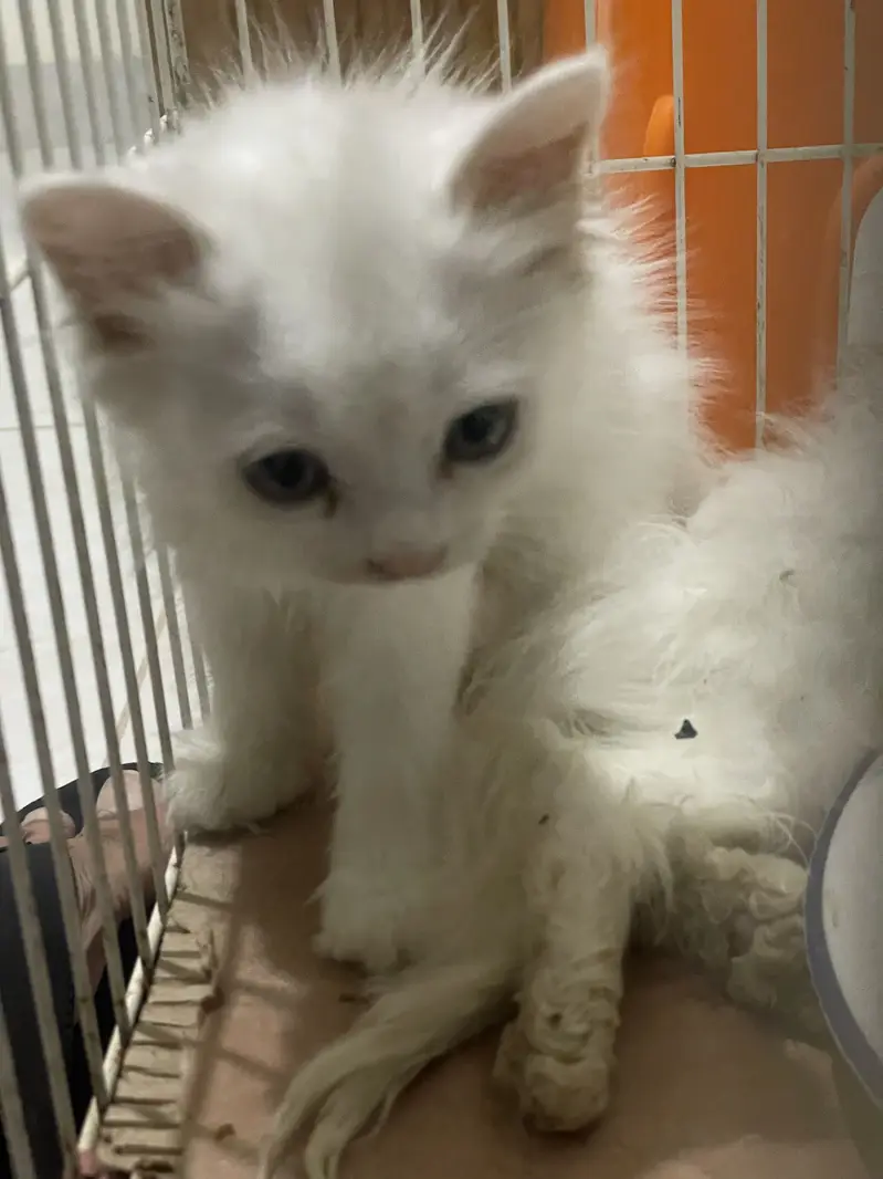 Persian kitten — photo 5