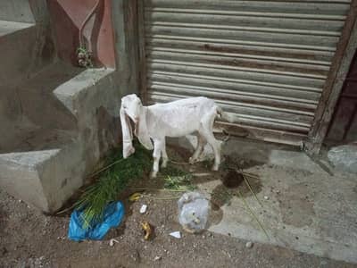 bakri sale