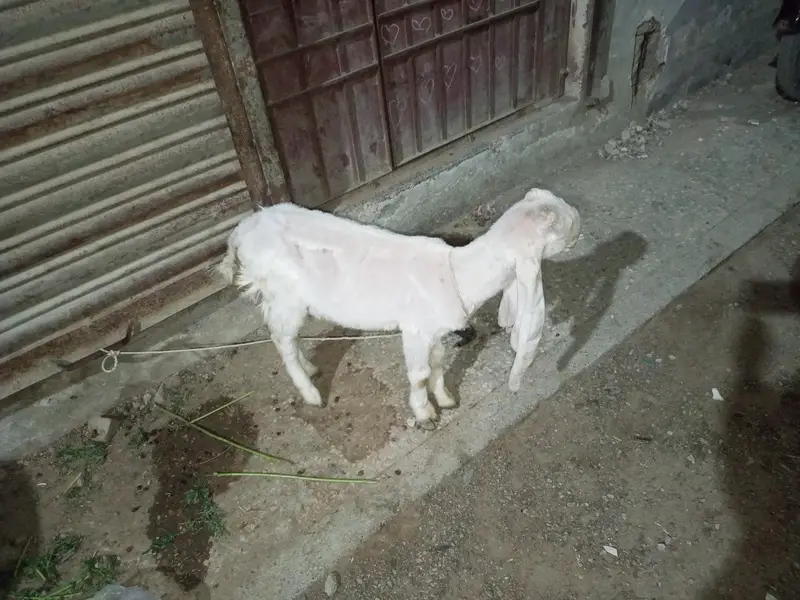 bakri sale — photo 2