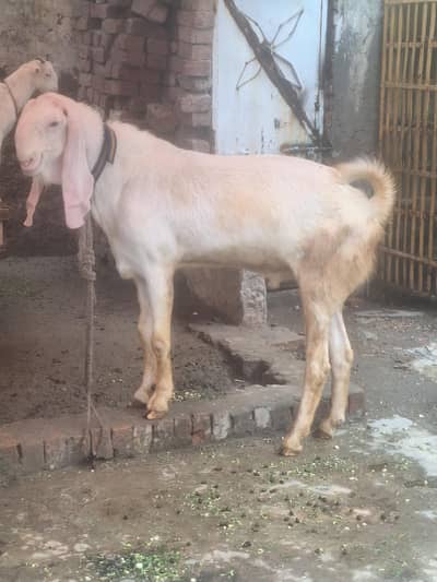 Ranjan puri Gulabi Breeder for sale