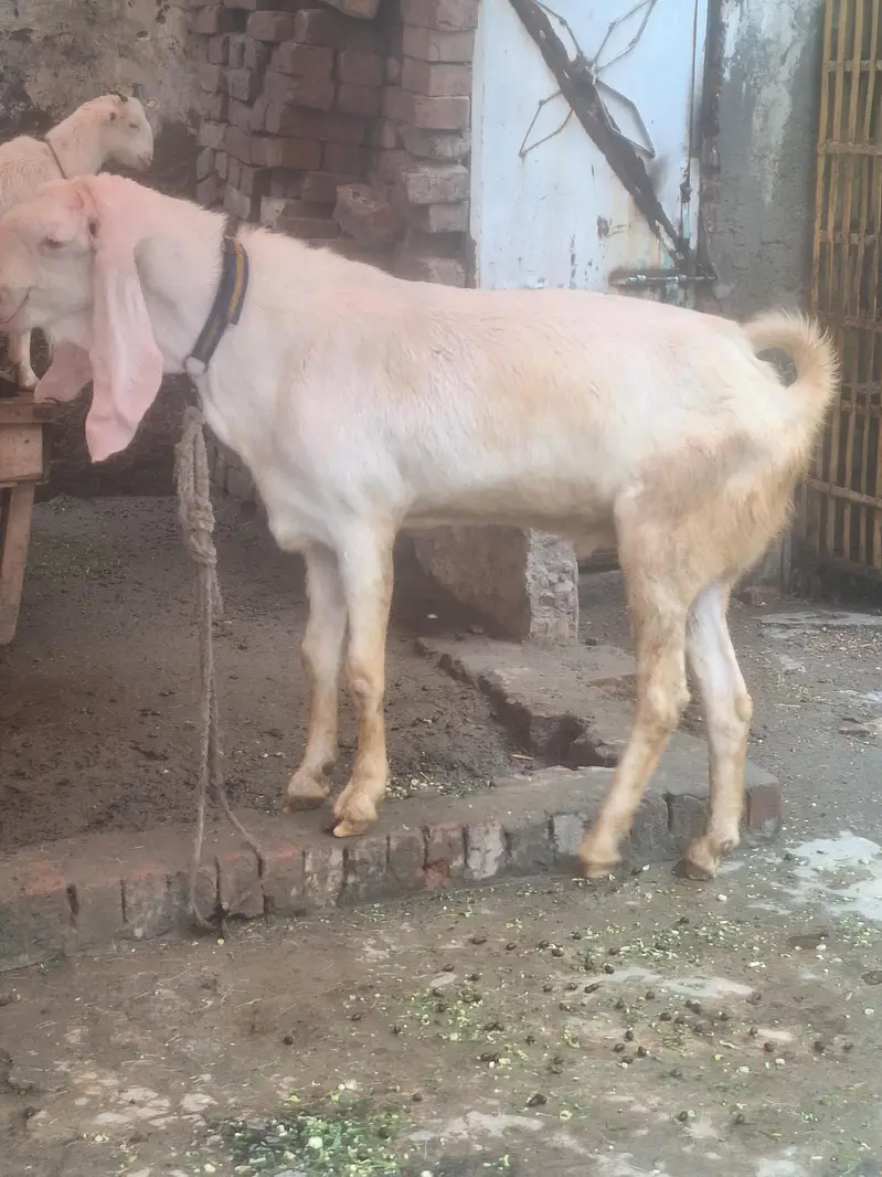 Ranjan puri Gulabi Breeder for sale — photo 2