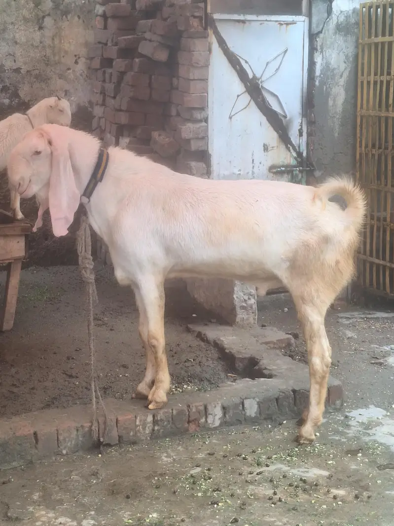 Ranjan puri Gulabi Breeder for sale — photo 3