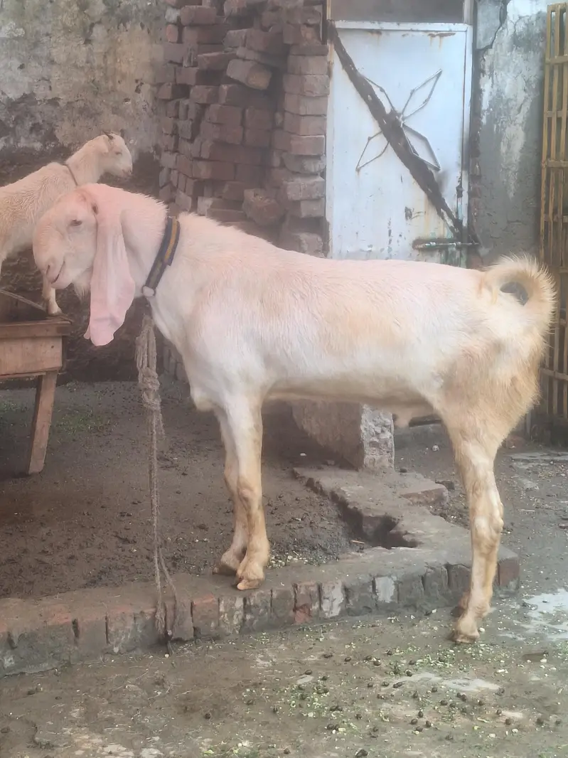 Ranjan puri Gulabi Breeder for sale — photo 4