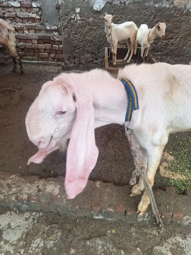 Ranjan puri Gulabi Breeder for sale — photo 5