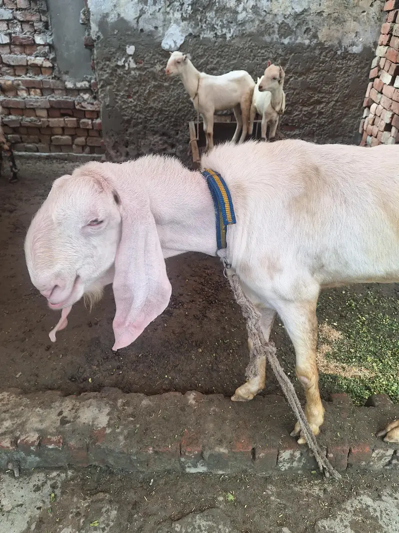 Ranjan puri Gulabi Breeder for sale — photo 6