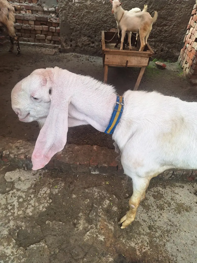 Ranjan puri Gulabi Breeder for sale — photo 7