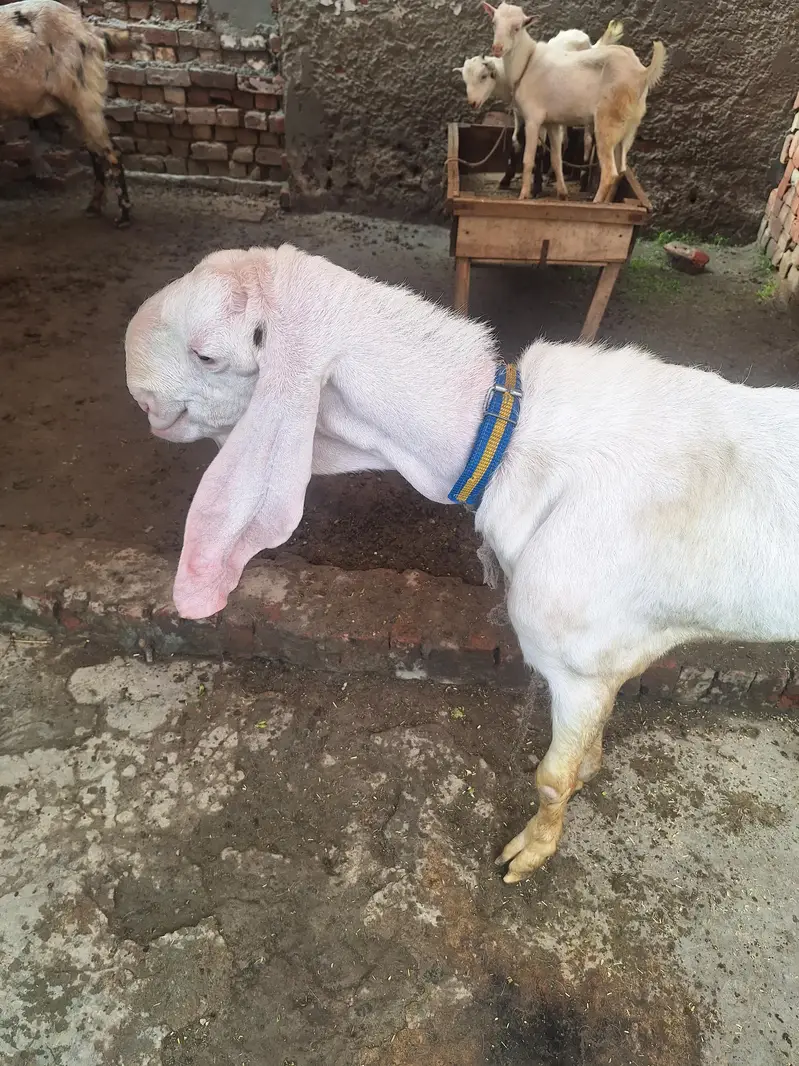Ranjan puri Gulabi Breeder for sale — photo 8
