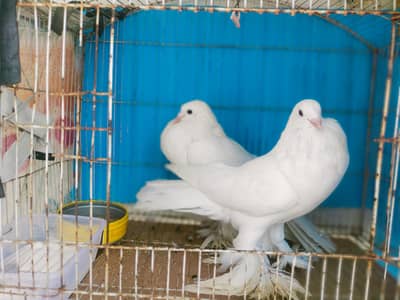 imported poter pair jumbo size. ( Fix rate)