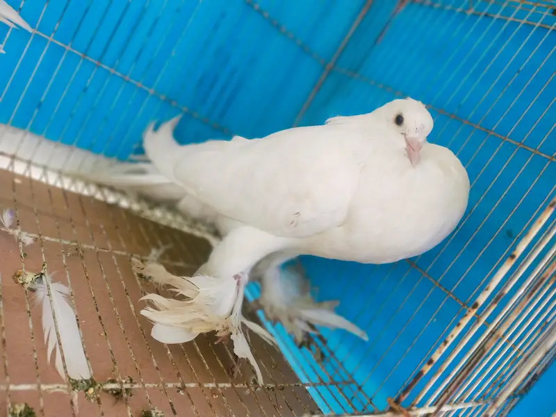 imported poter pair jumbo size. ( Fix rate) — photo 2