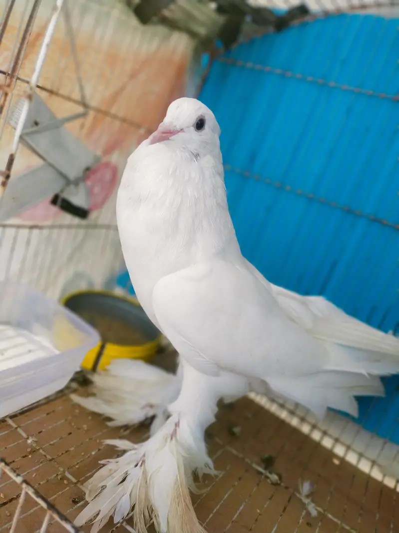 imported poter pair jumbo size. ( Fix rate) — photo 4