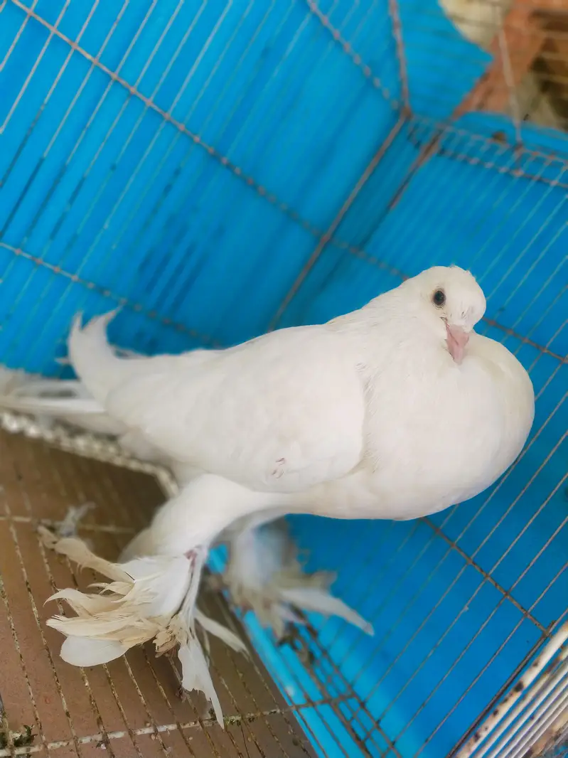 imported poter pair jumbo size. ( Fix rate) — photo 7