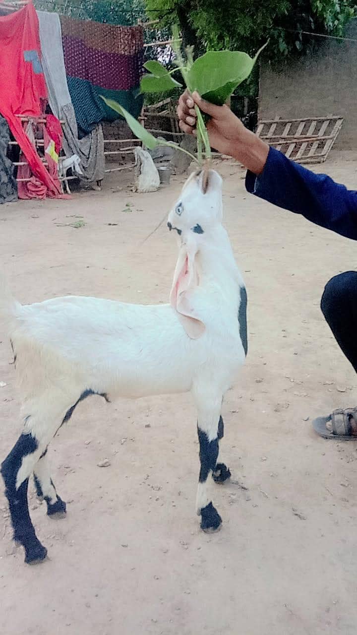 راجن پوری نسل 0