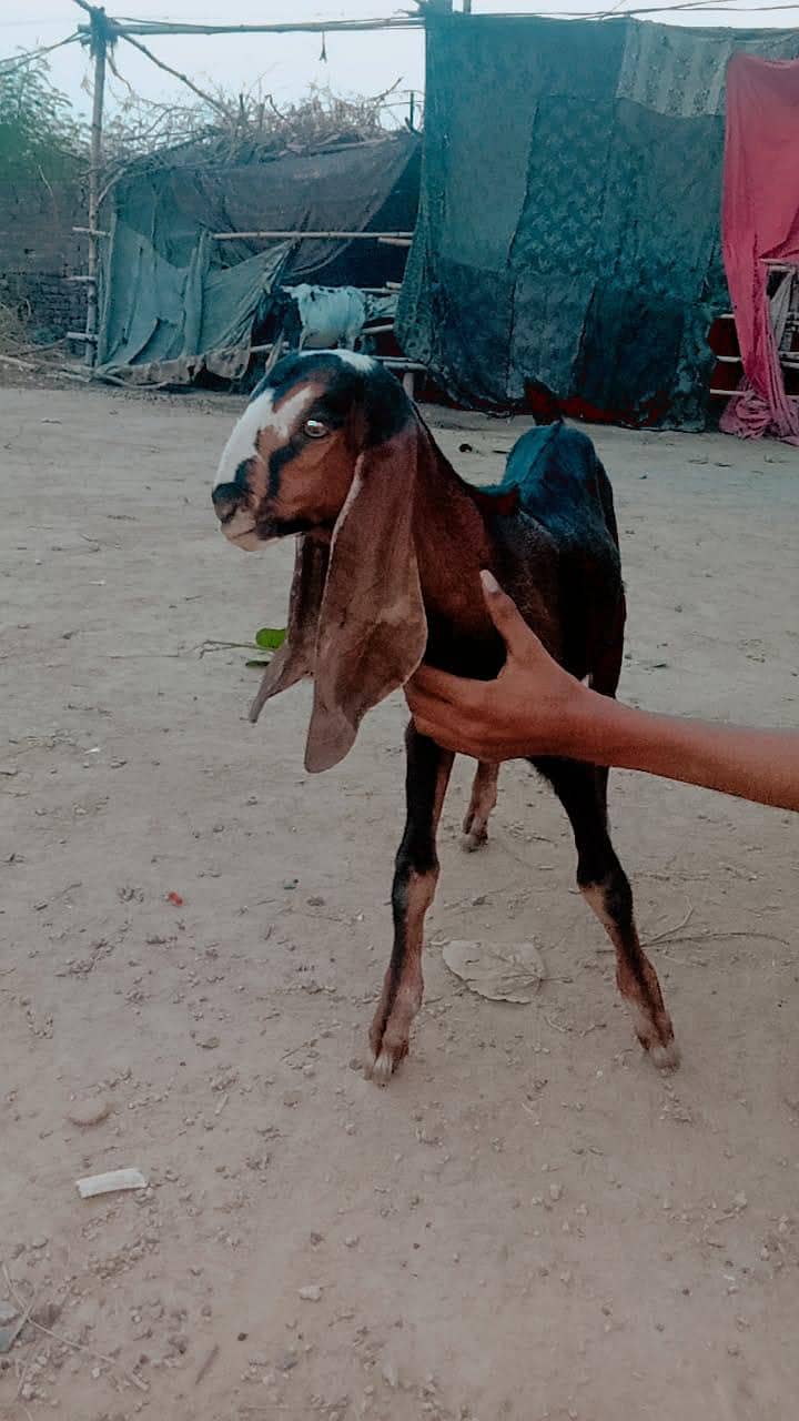 راجن پوری نسل 1