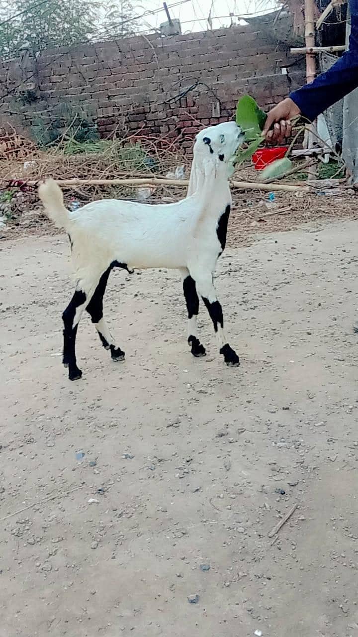راجن پوری نسل 2