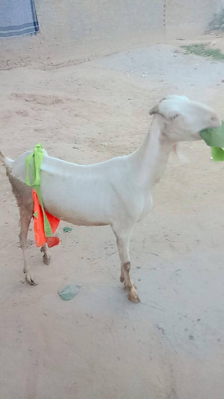 راجن پوری نسل 4