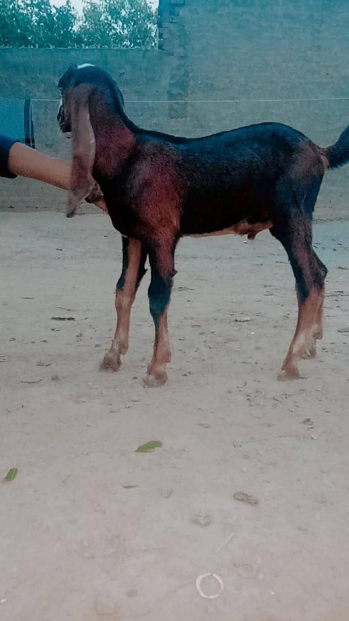 راجن پوری نسل 6