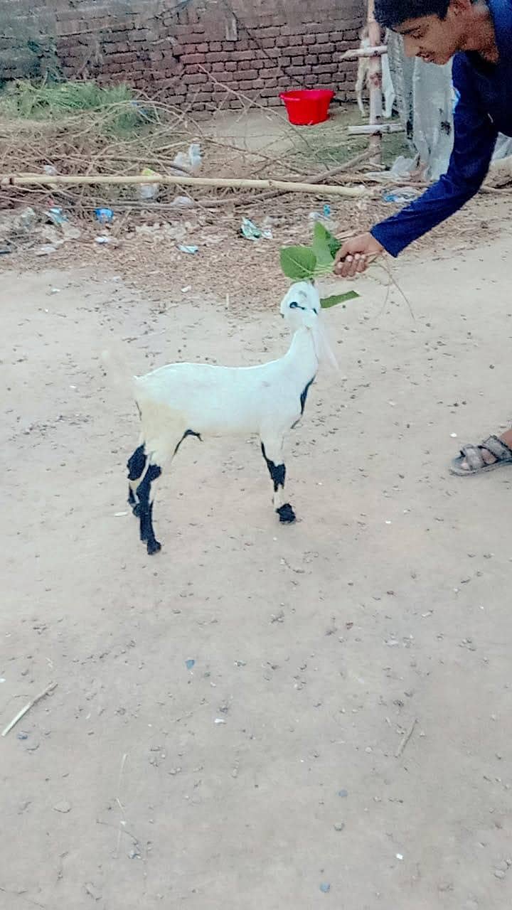 راجن پوری نسل 8