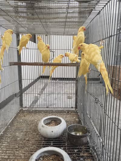 Complete Ringneck,Raa set up for sale