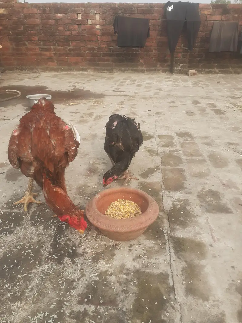 cocke hen — photo 2