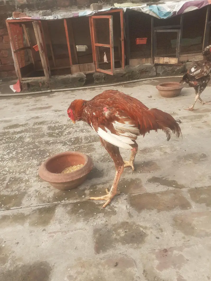 cocke hen — photo 3