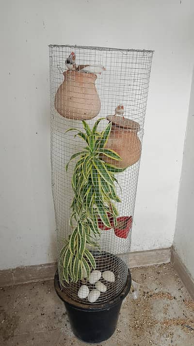 beautiful Plant cages
