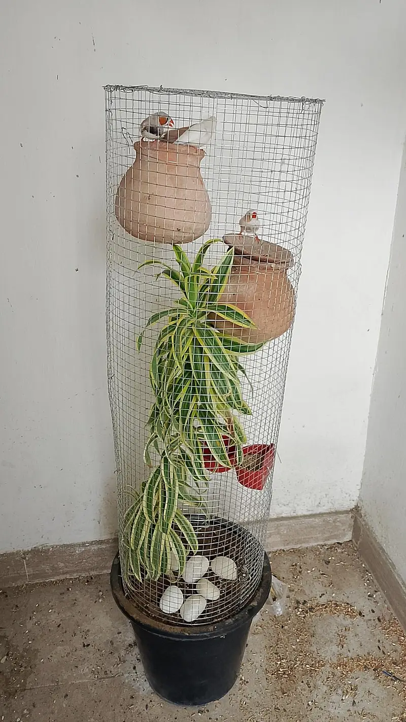 beautiful Plant cages — photo 2