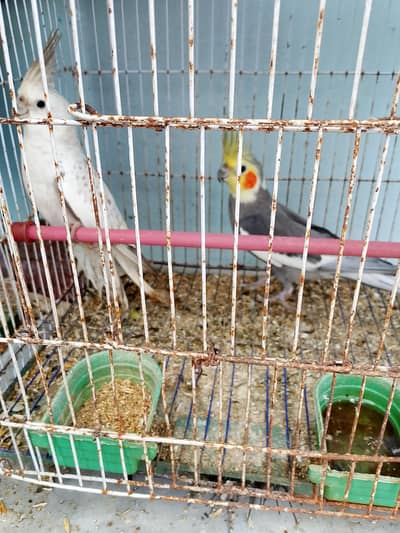 purchase birds