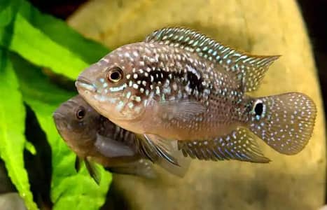 Fish For Sale