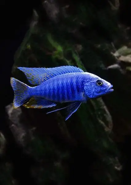 Fish For Sale — photo 3