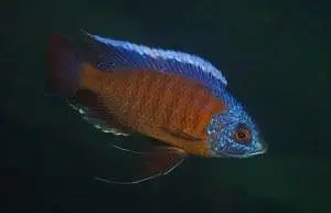 Fish For Sale — photo 4