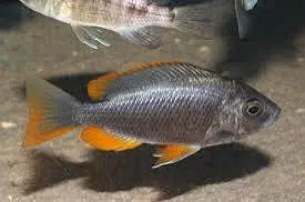 Fish For Sale — photo 5