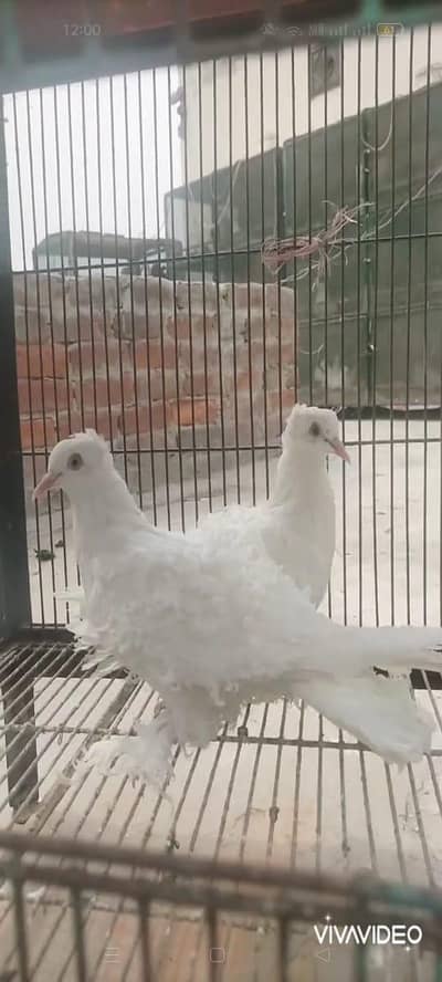 white frill back