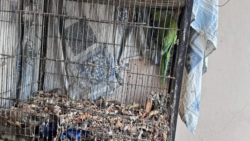 ringneck 2 male available — photo 5