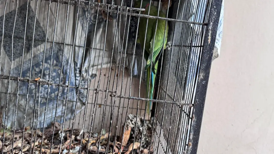 ringneck 2 male available — photo 6