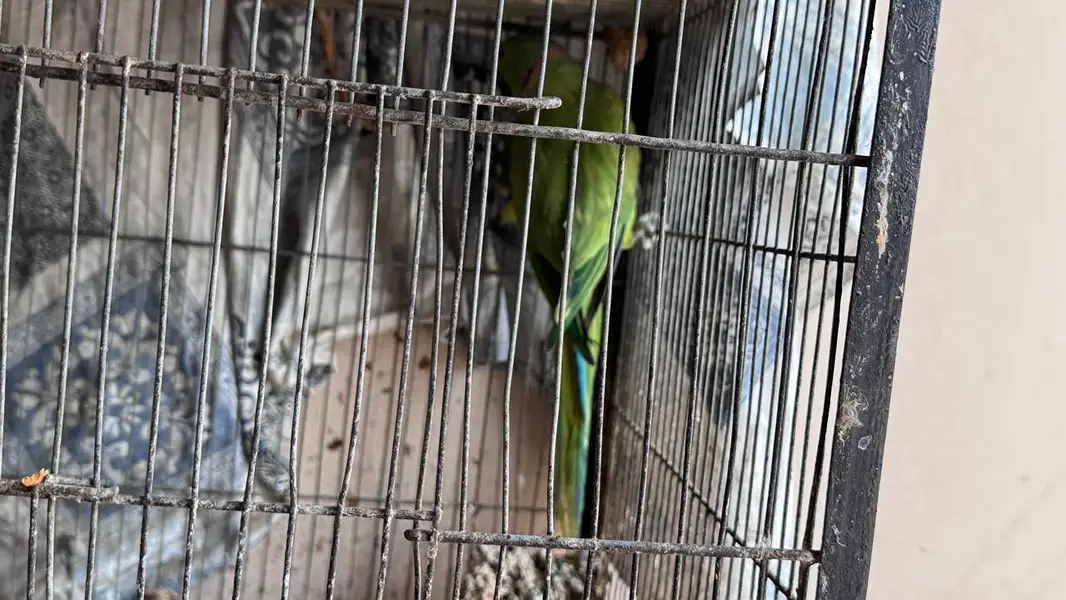 ringneck 2 male available — photo 7