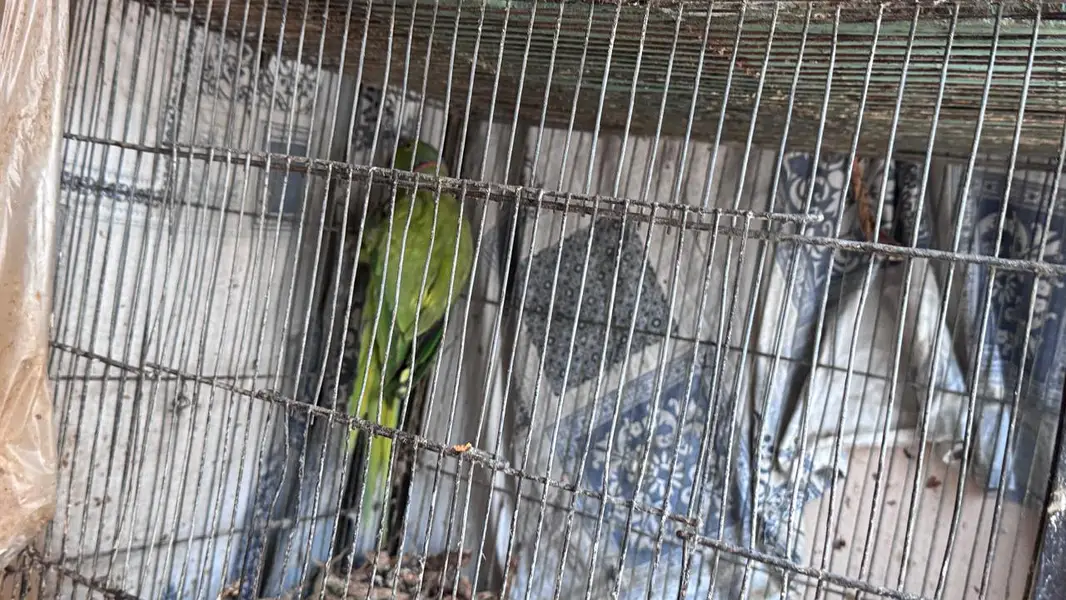 ringneck 2 male available — photo 8