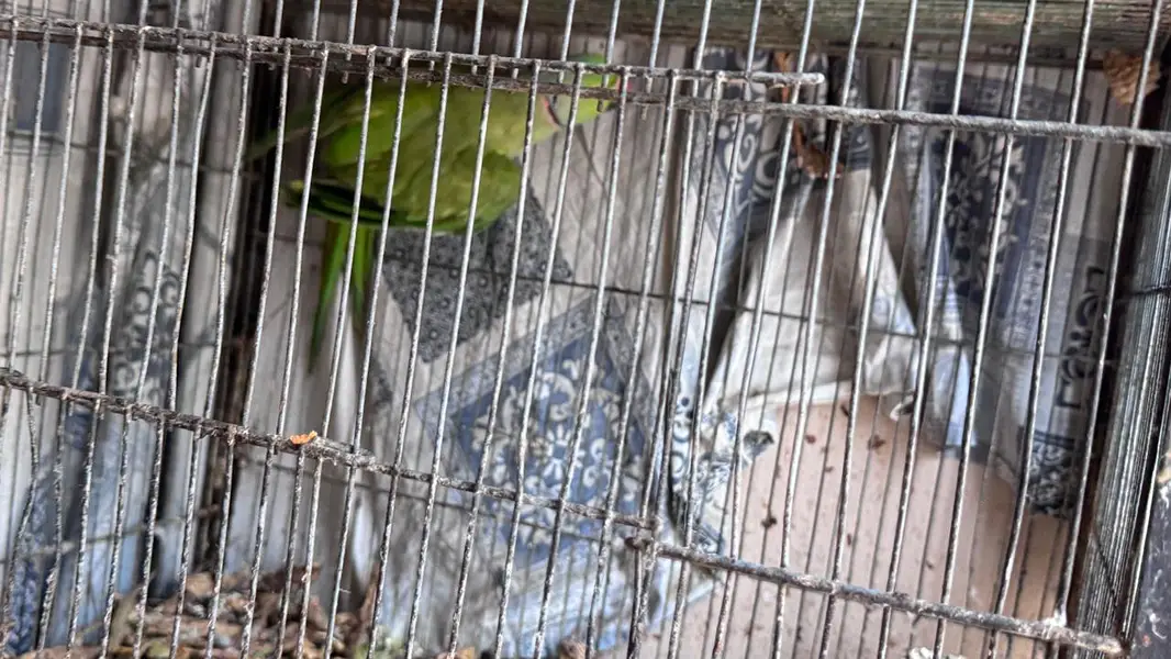 ringneck 2 male available — photo 9