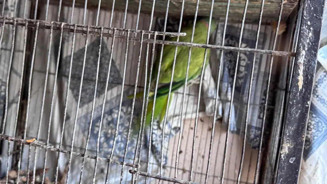 ringneck 2 male available — photo 10