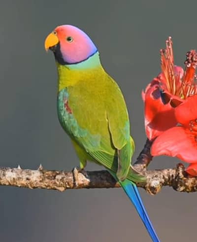 plumhead male