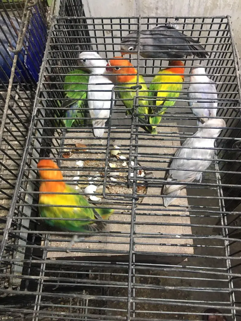 Green Euwing opaline /b1 — photo 4