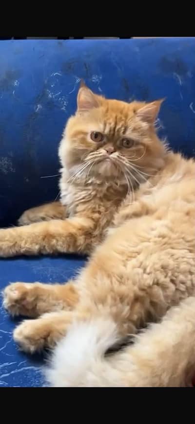 semi punch face