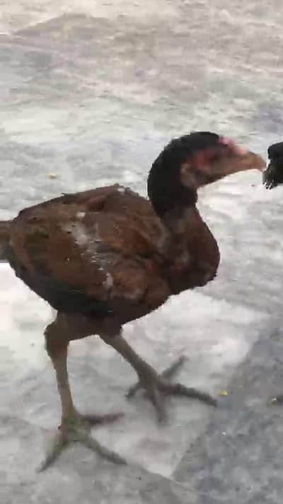 Aseel Chick's
