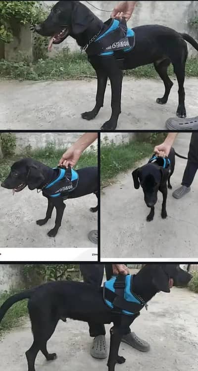 Solid Black    POINTER    Dog For Sale (Exchange Possible)