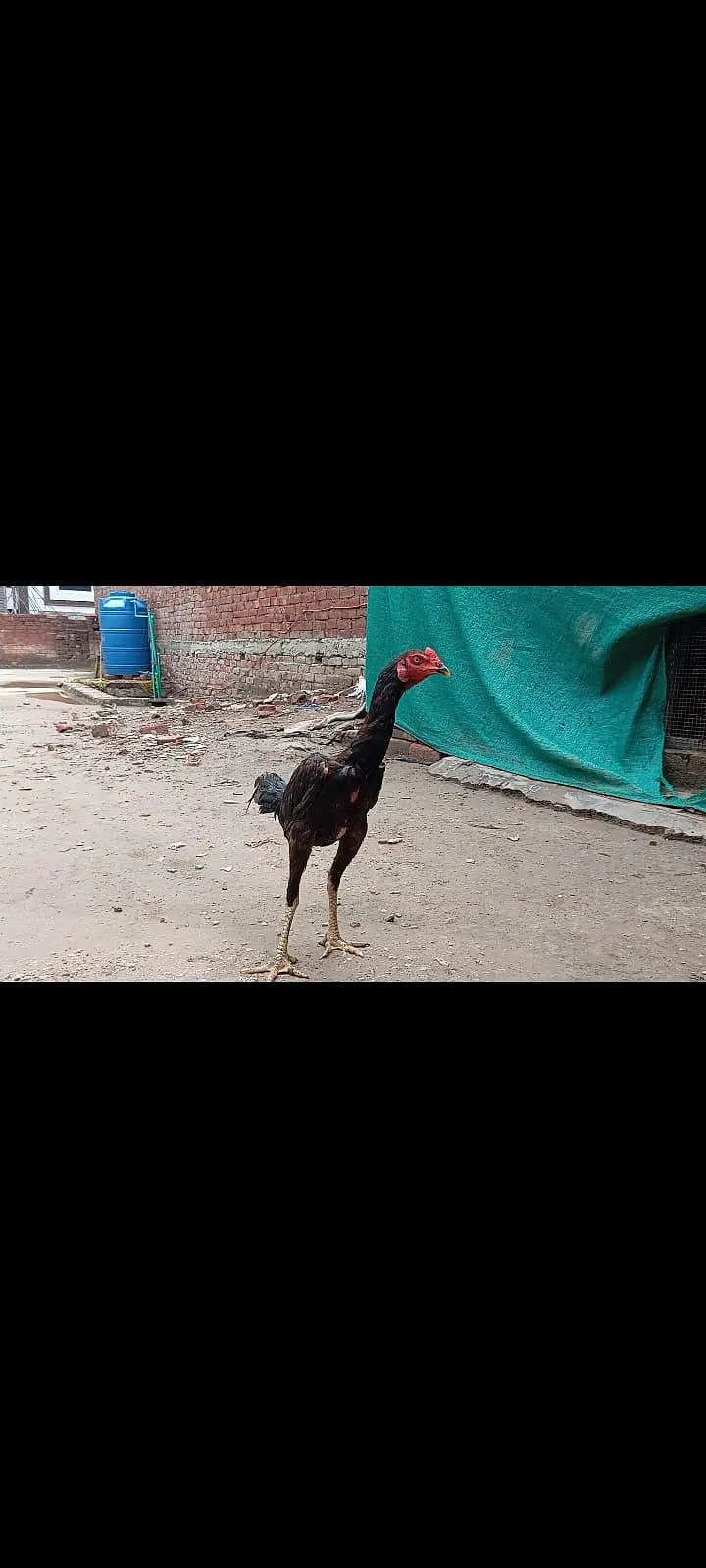 PANUS PAKOYA BAP KA GAME STYLE MIL JAYE GA — photo 3